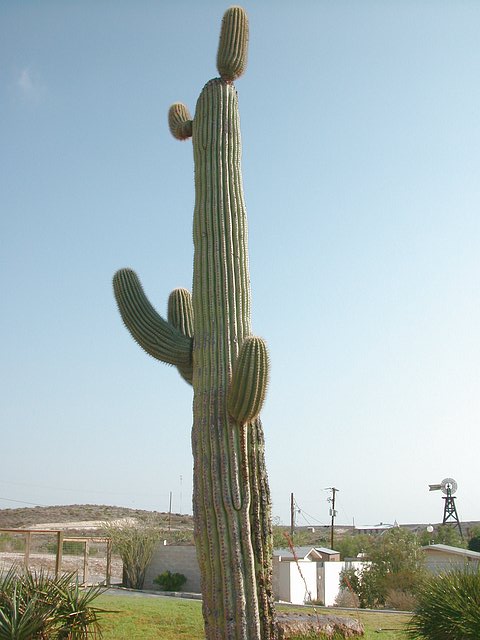 <b>