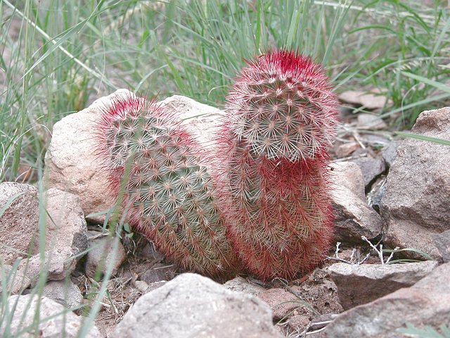 <b>