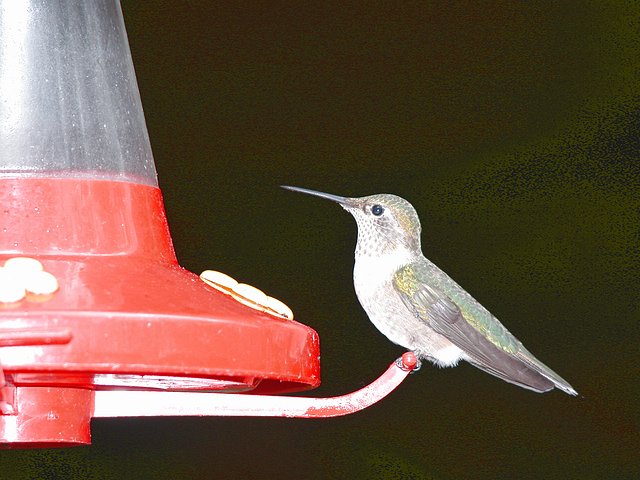 <b>Hummingbird